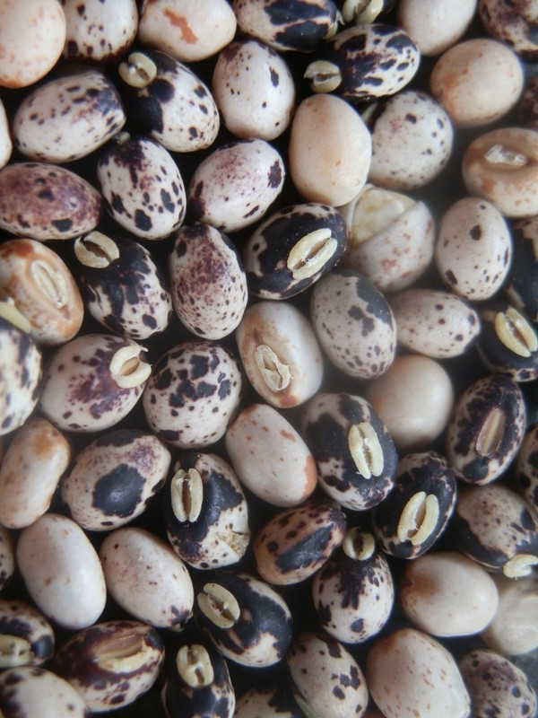 Spotted Pigeon Pea