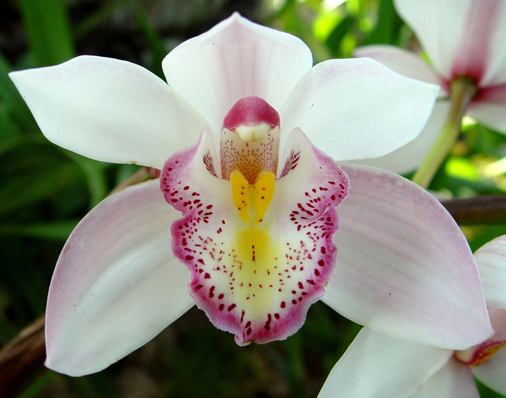 Орхидея Афродита особенности выращивания и ухода