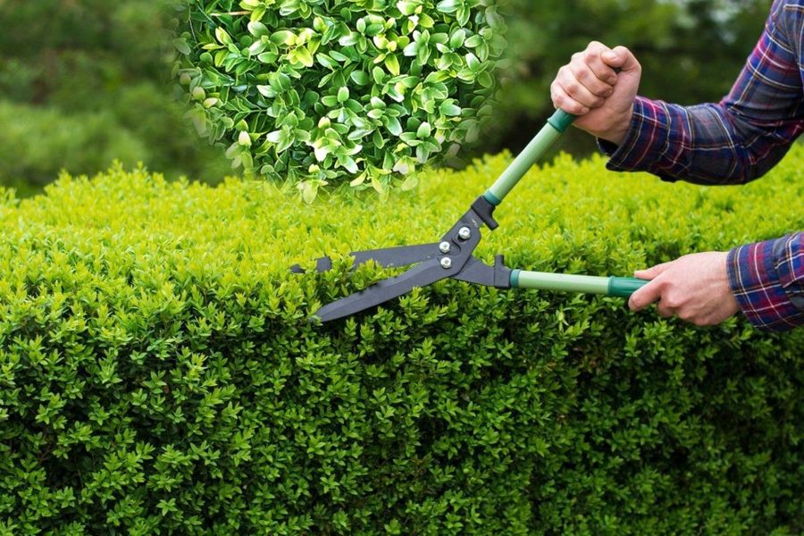 Siepi sul confine, Cassazione: “Va rispettata l’altezza”