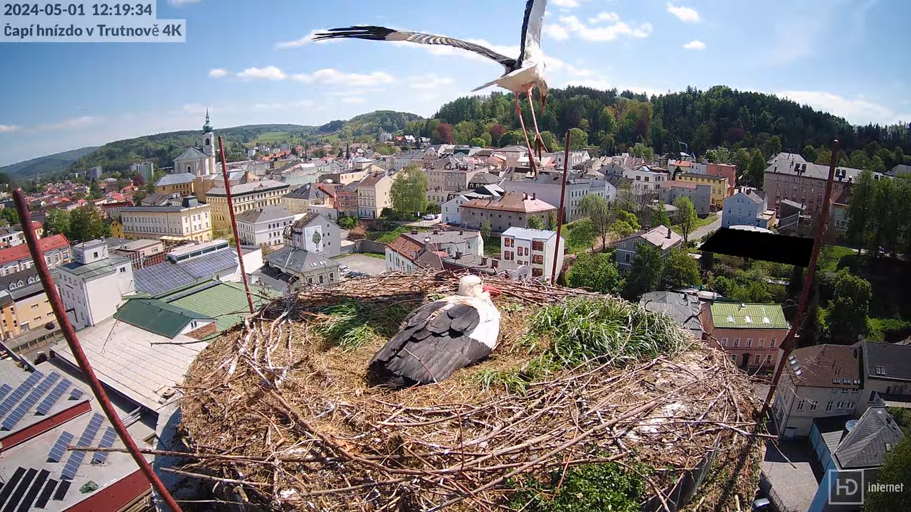 Tiešraidē no stārķa ligzdas uz alus darītavas skursteņa Trutnovā 13-53-49 screenshot