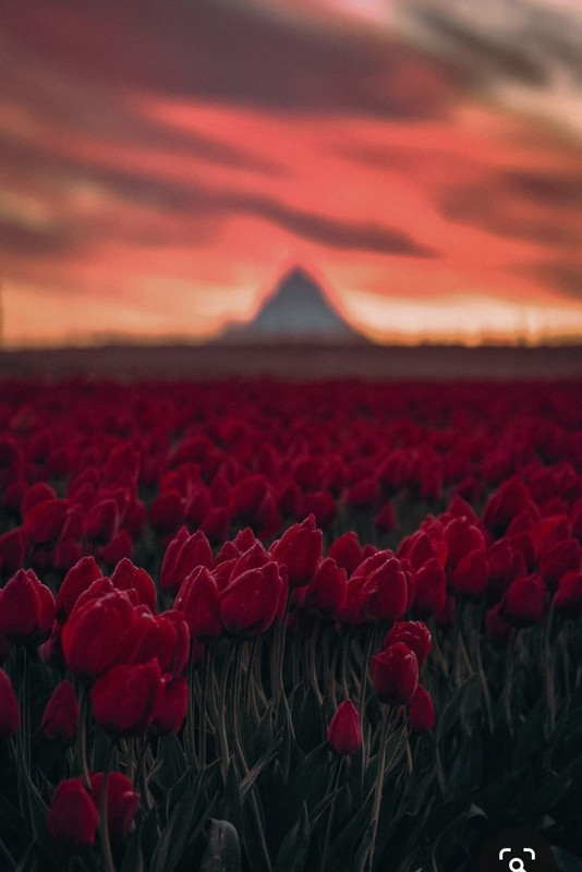 Screenshot_20230805_212642_Pinterest