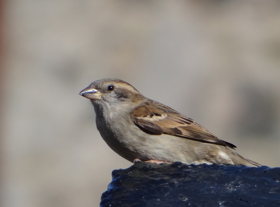 HEN SPARROW 73 130424