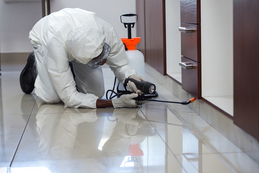 Who Is Responsible For Pest Control When Renting
