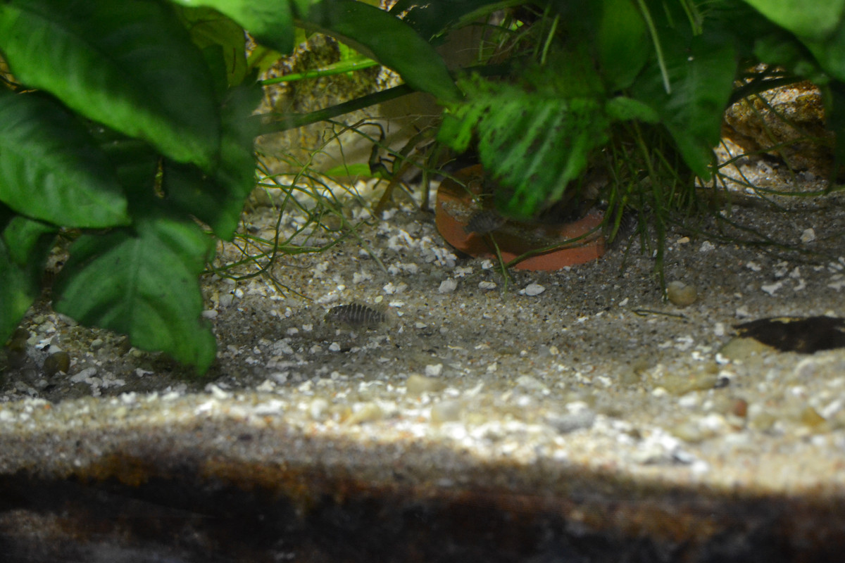 Murago femelle bébés 3