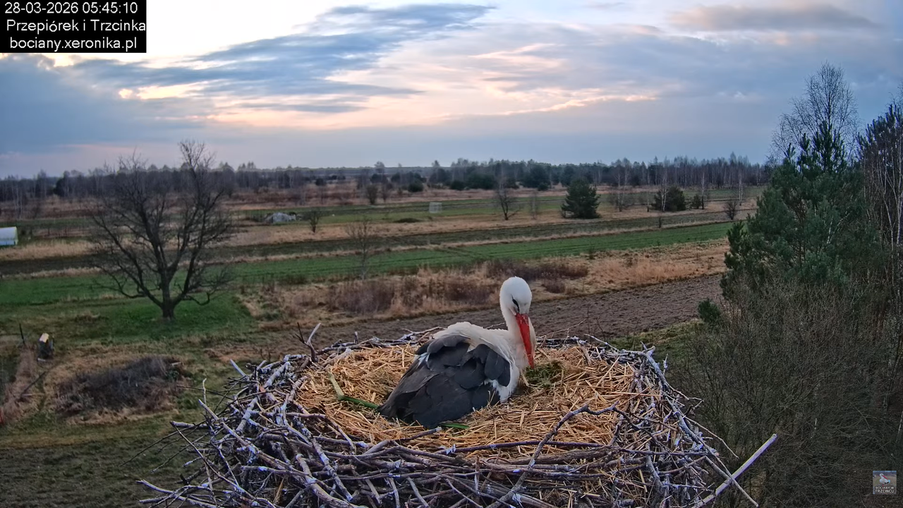 28032026bociany 6