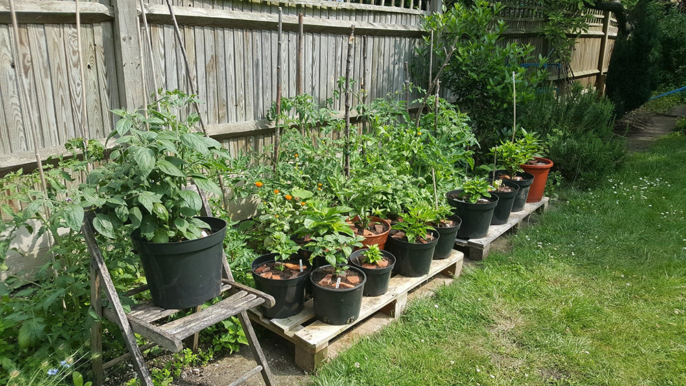Garden.jpg