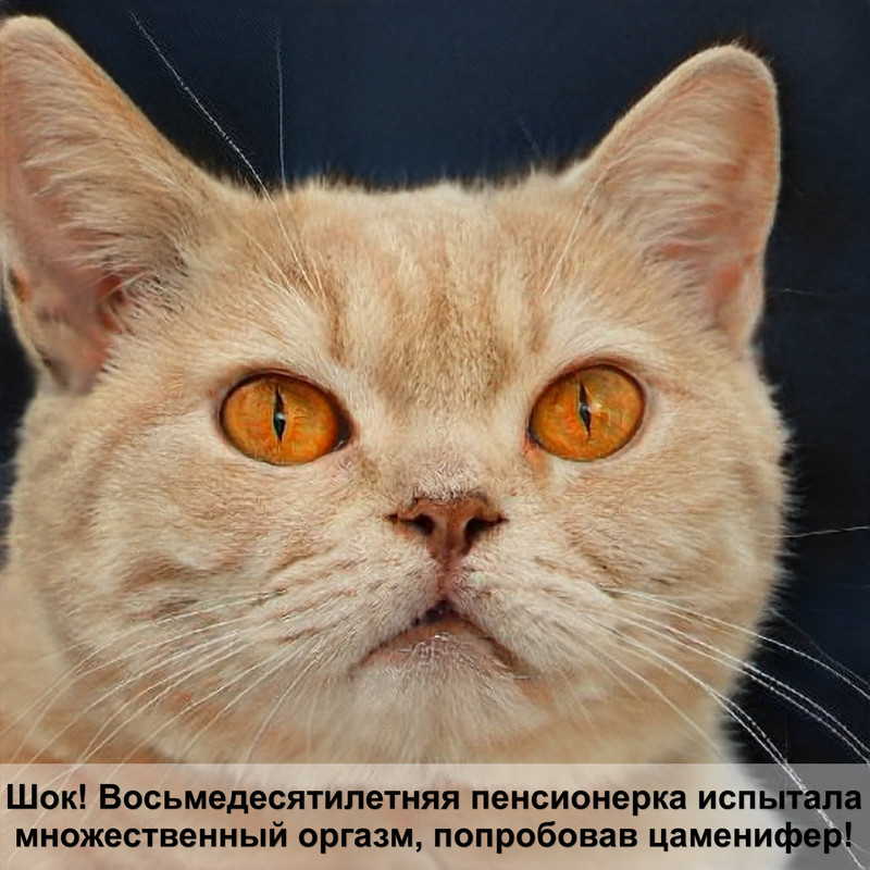 какая кошка самая гипоаллергенная