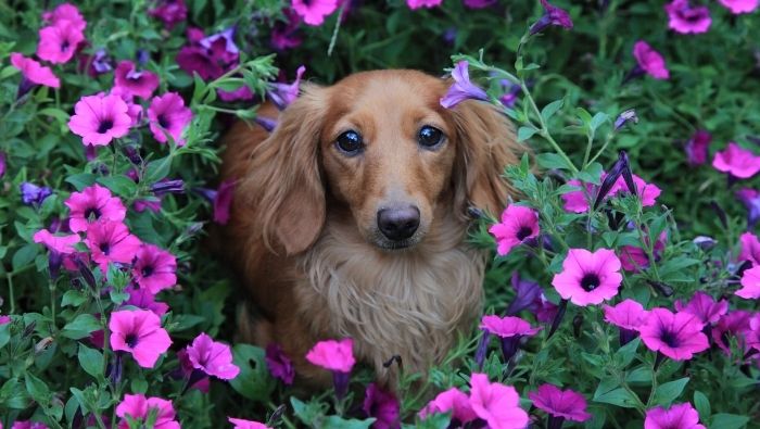 How to Keep Dogs Out of Flower Beds and Gardens?
