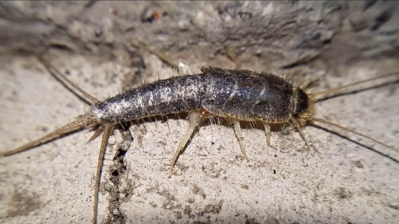 Este es el truco para eliminar a los pececillos de plata del baño
