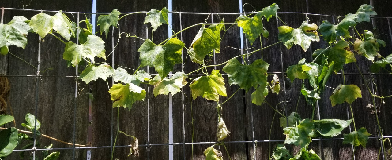 cuke vine sm 20200713_121811