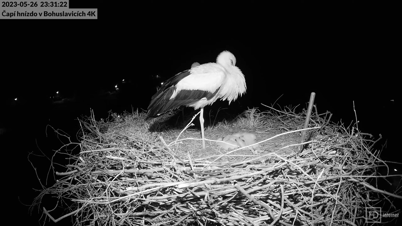 Živě z čapího komína firmy KARA v Bohuslavicích u Trutnova 13-0-21 screenshot