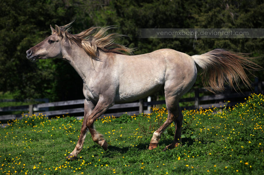 silver-grulla-mare-3-by-venomxbaby-d57m6o7-fullview.jpg