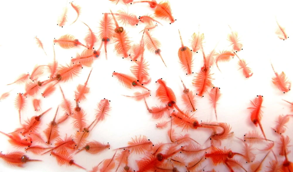 adult-brine-shrimp-88e6cc83-5602-49e5-ae30-cd06eb1dec4e.png