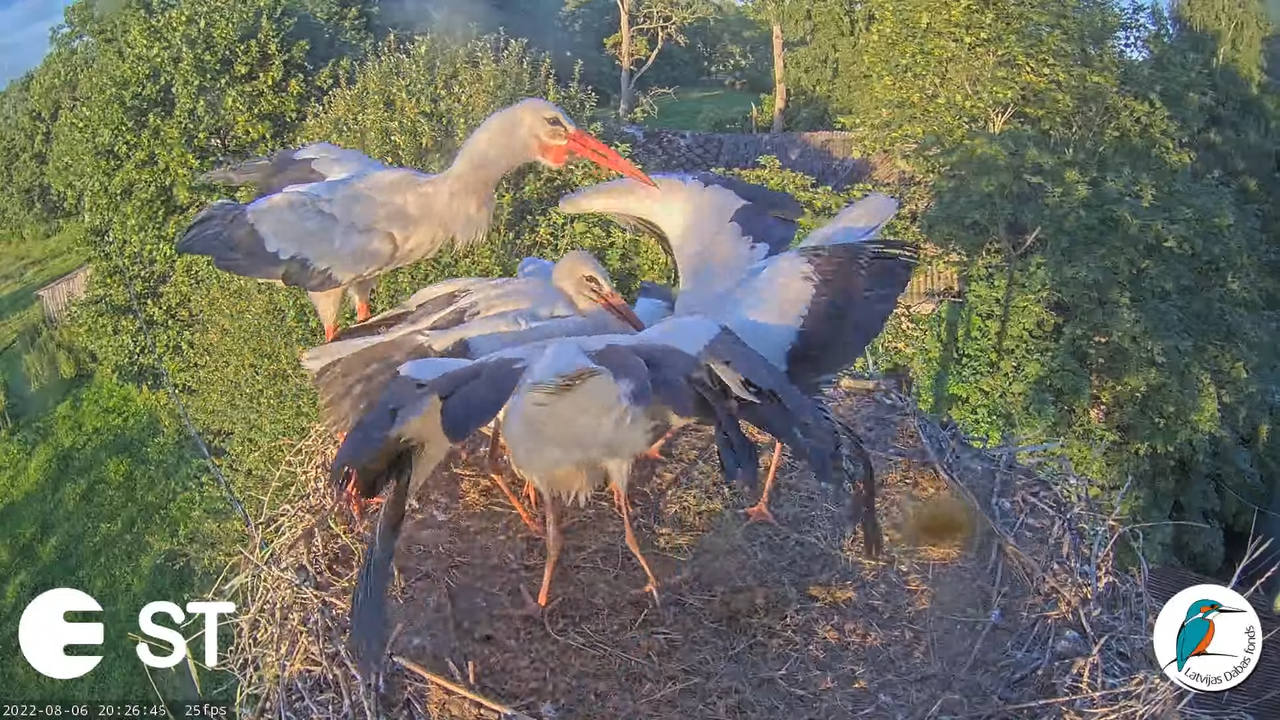 Baltie stārķi (Ciconia ciconia) Tukuma novadā - LDF tiešraide __ White storks in Tukums, Latvia 9-23