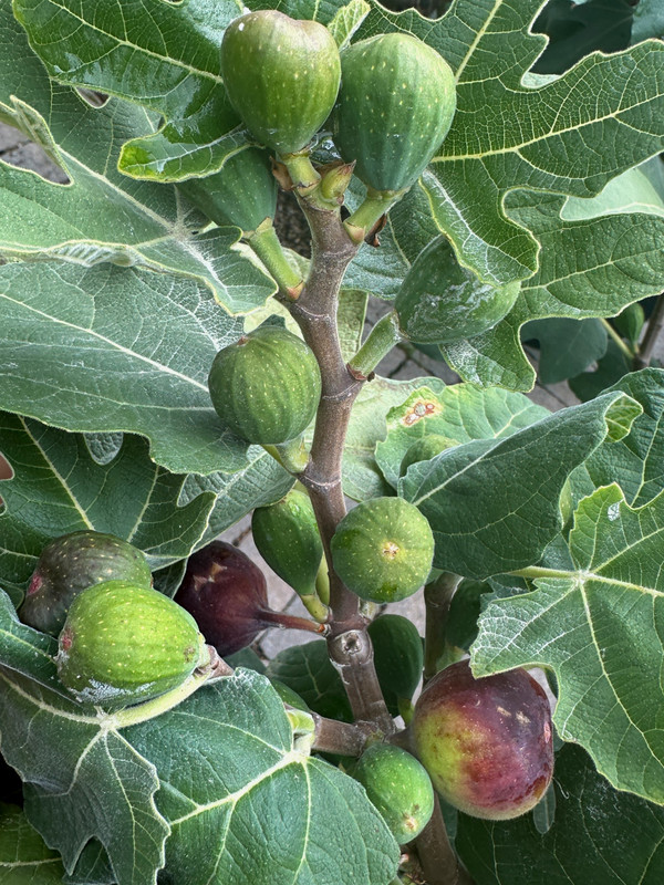 figs-39.jpg