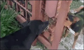 tumblr-8f4544955d95903ea0198b910658b419-1d76d33a-400-gif.webp