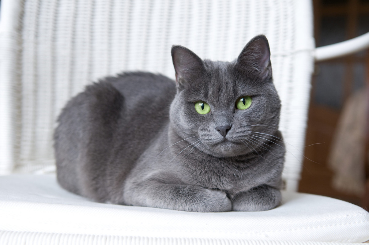 Veto a Rusia por ataque a Ucrania afecta también a gatos rusos