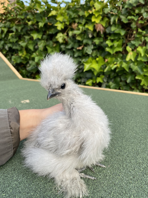 C11ADCD3-157C-4791-AFB0-101598D2FA0D