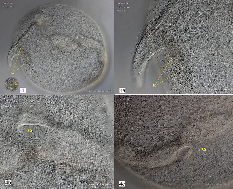 4-4d_Trachelius ovum