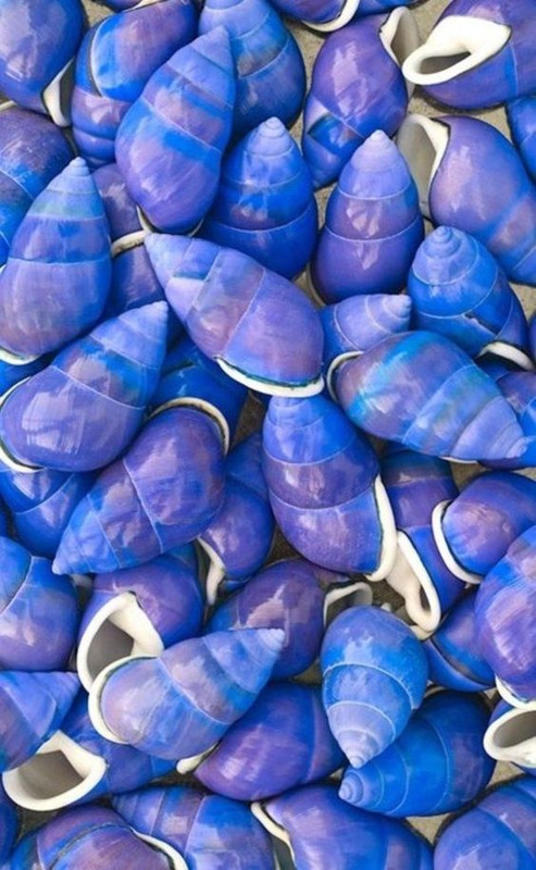 bluecorniceshells.jpg