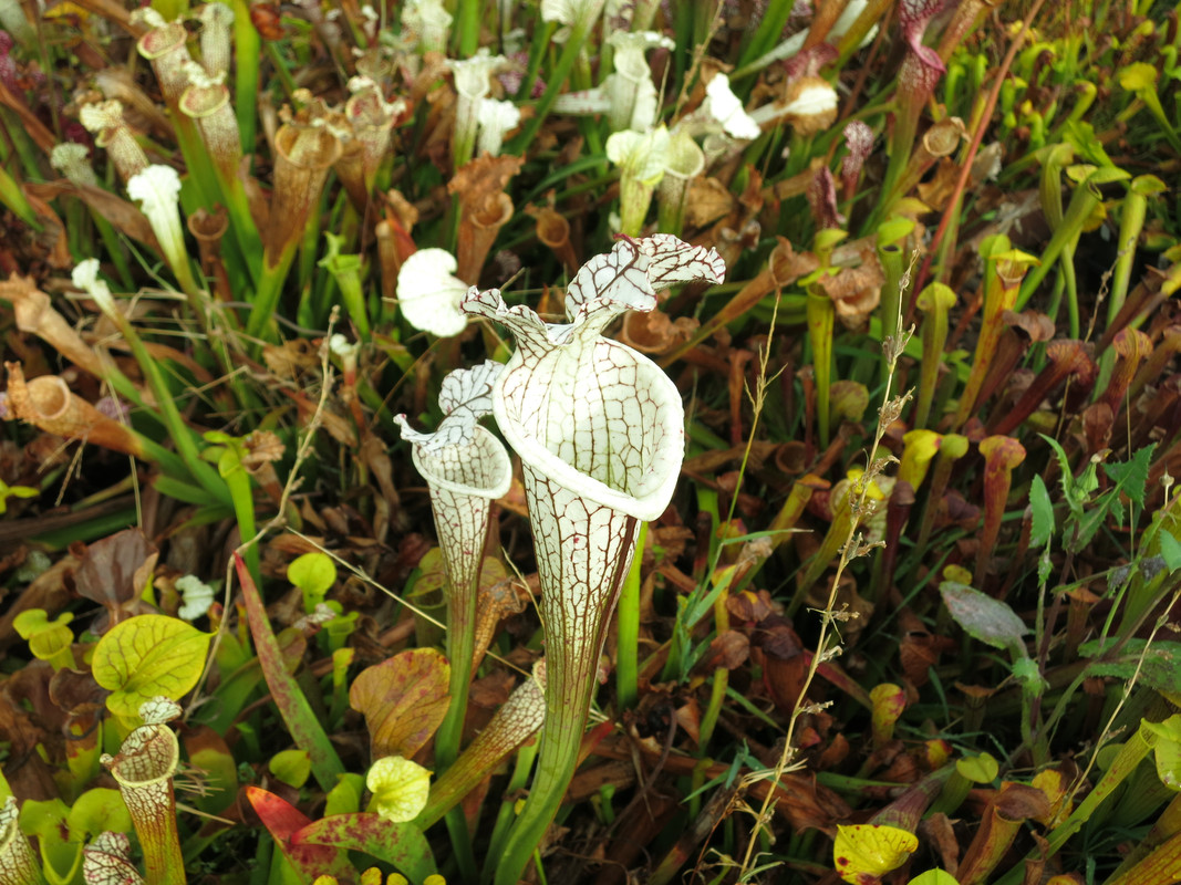 alba 'perseverance', 2018-10-29