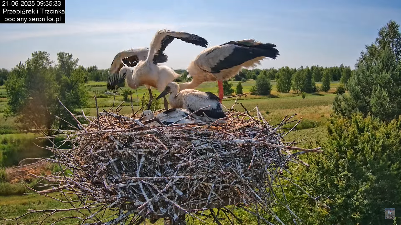21062025bociany15