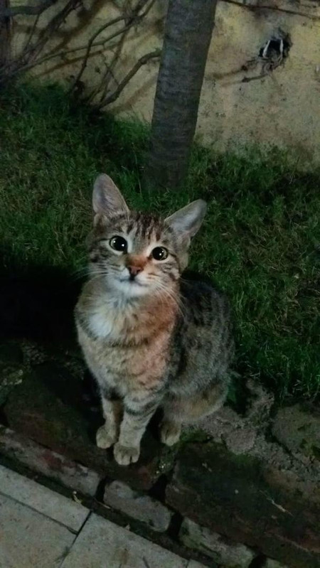 A shy kitten peeking from behind a barrier.