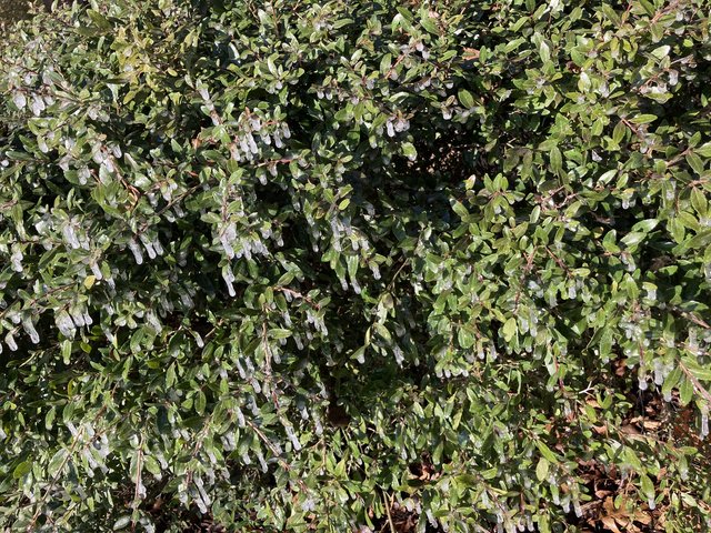 [Image: 09-B1-A8-BC-2-A4-A-4233-9-E49-9-B5517-EF6-B96.jpg]