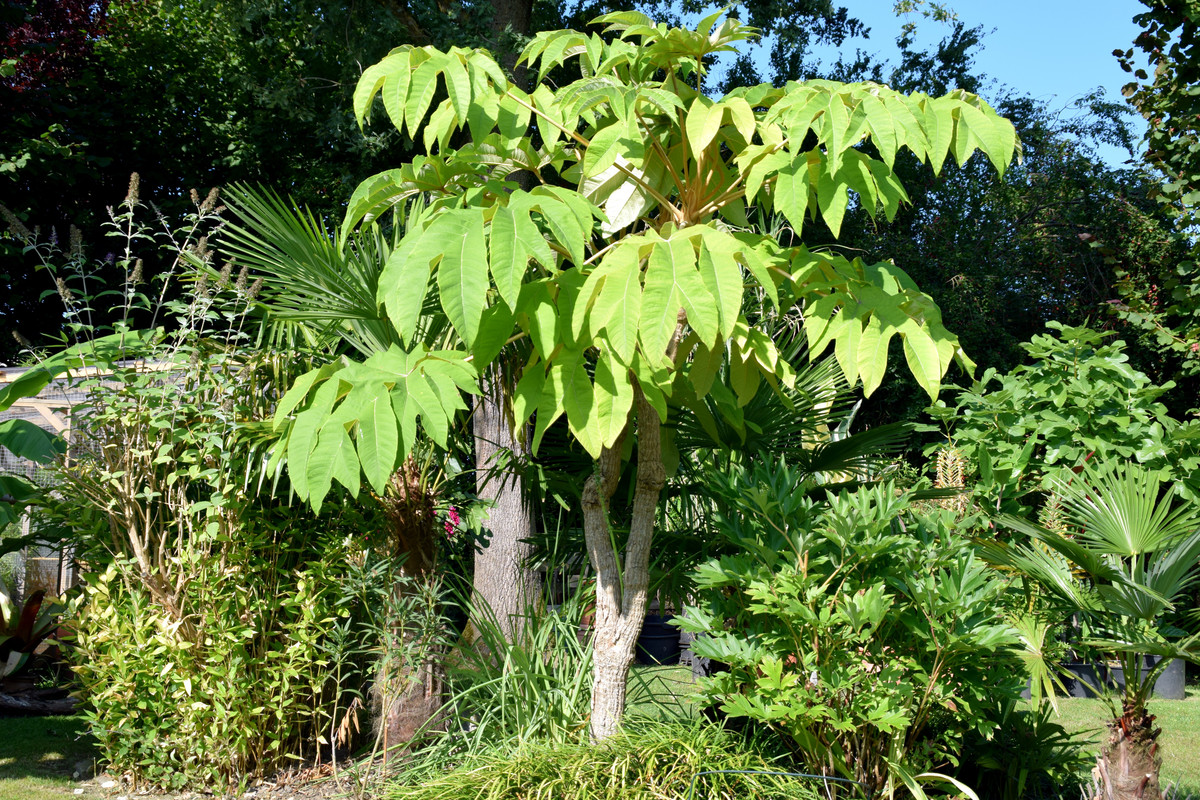 Tetrapanex papyrifera Steriodal Giant