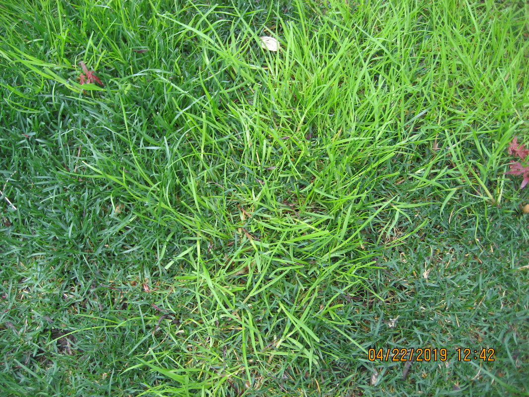 is this poa trivialis, nutsedge, or some other type of cool season