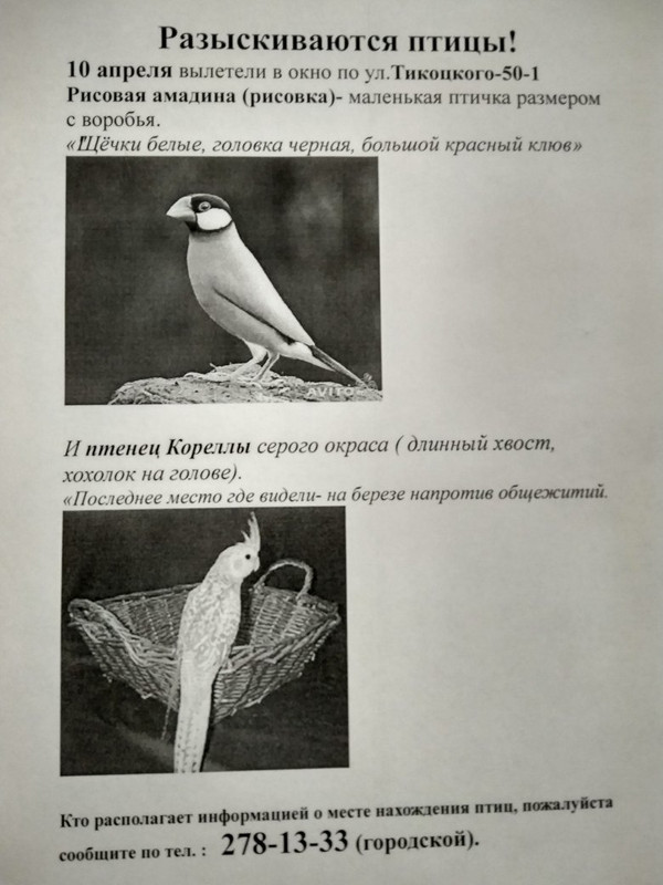 потерялись птицы