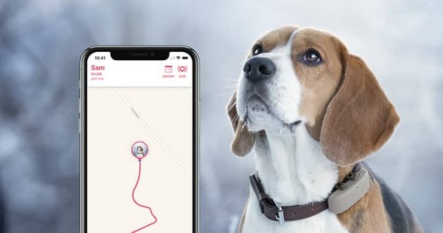 Collar GPS para gatos o perros