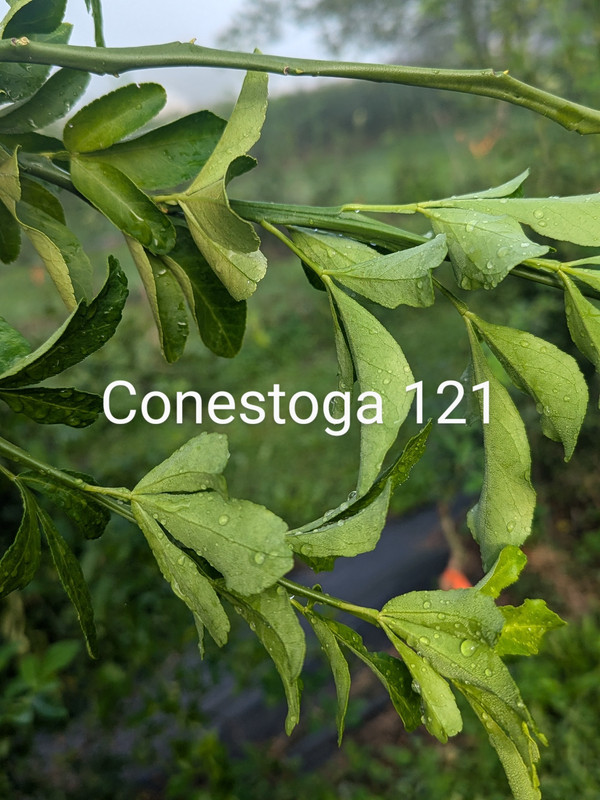 PXL_20240819_120104617.PORTRAIT.ORIGINAL~2