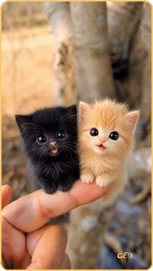 290526-chats-doigts-coeurs