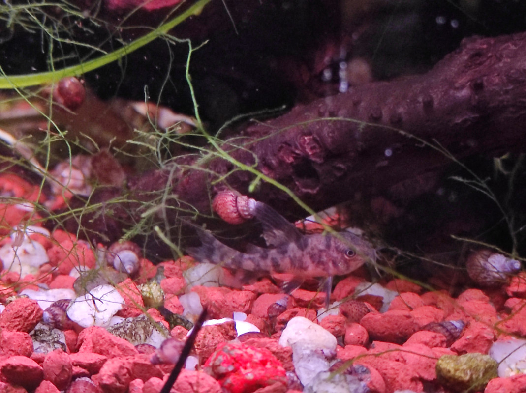 IMG_20210418_60L_manic2