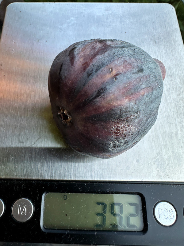 figs-108.jpg