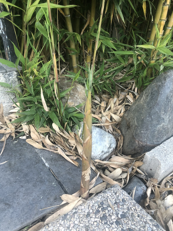 C2794DF5-DD67-45E0-B0E1-220D687A6A89