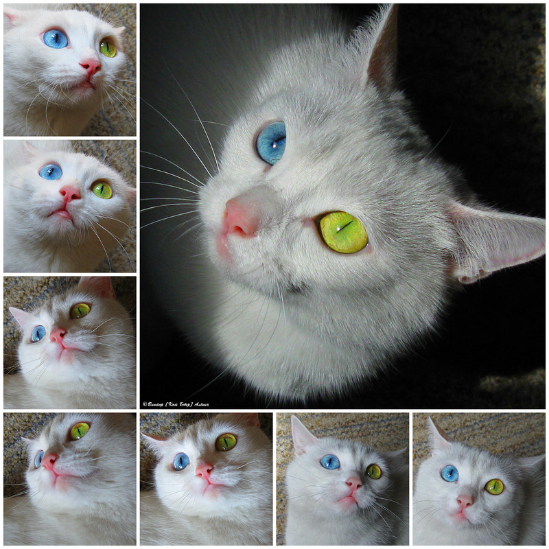 белоснежка3-2