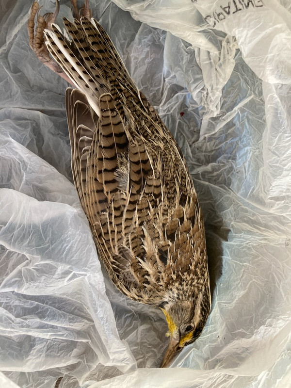 yellow bird