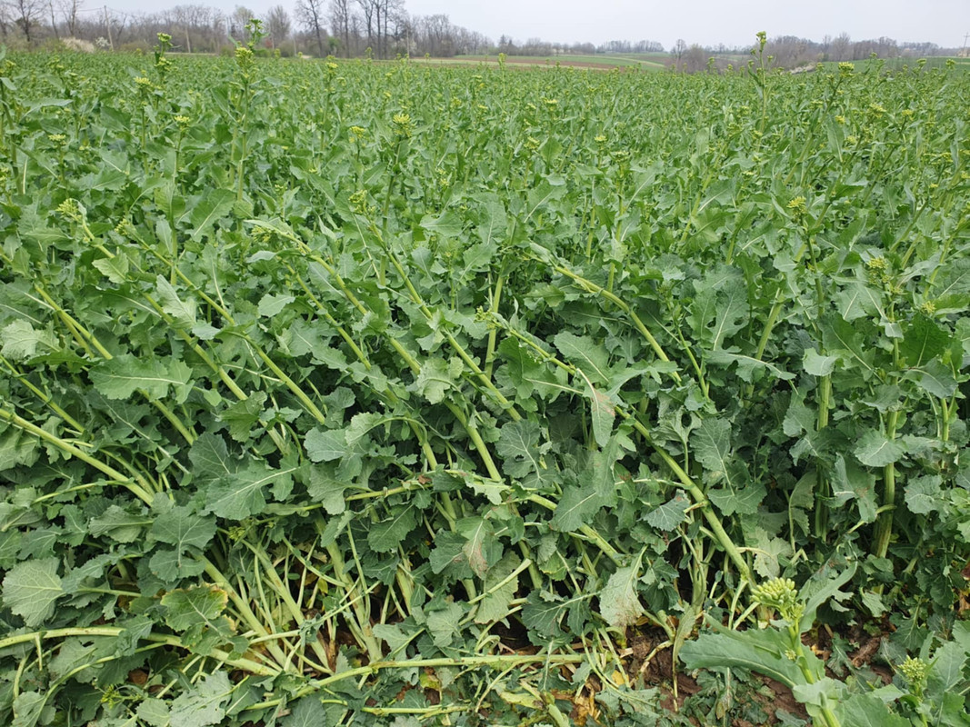 Messenger_creation_7128B2A0-C0D6-4ADE-9957-AE5689D3BCDF