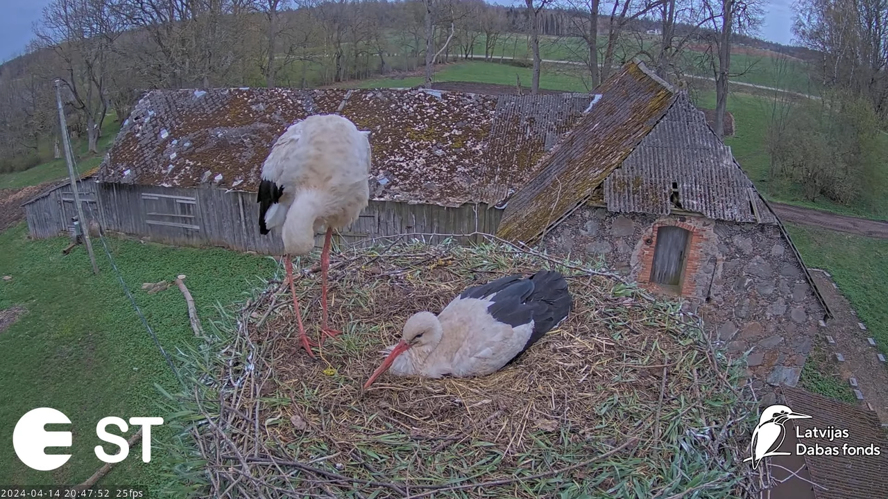 Baltie stārķi (Ciconia ciconia) Tukuma novadā - LDF tiešraide __ White storks in Tukums, Latvia 14-3