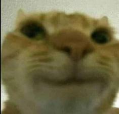 fkcat