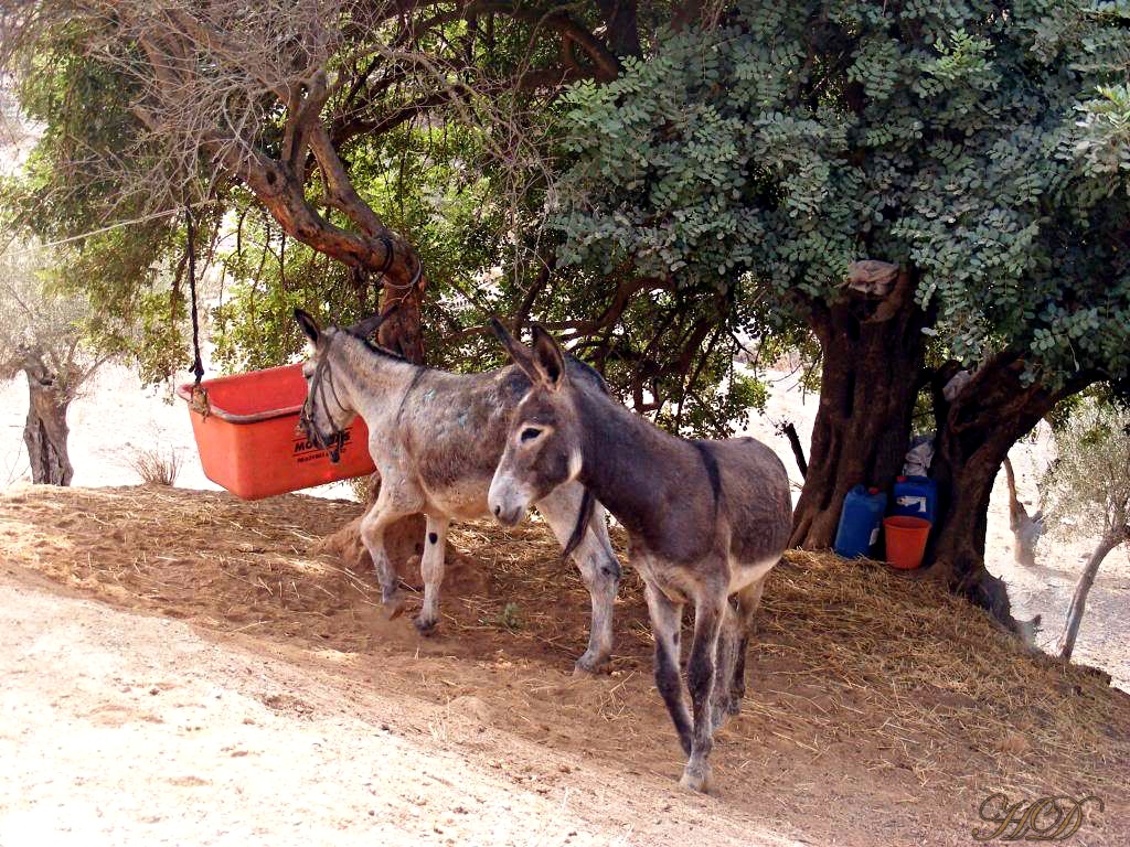 donkeys-mountain-spain-HD.jpg