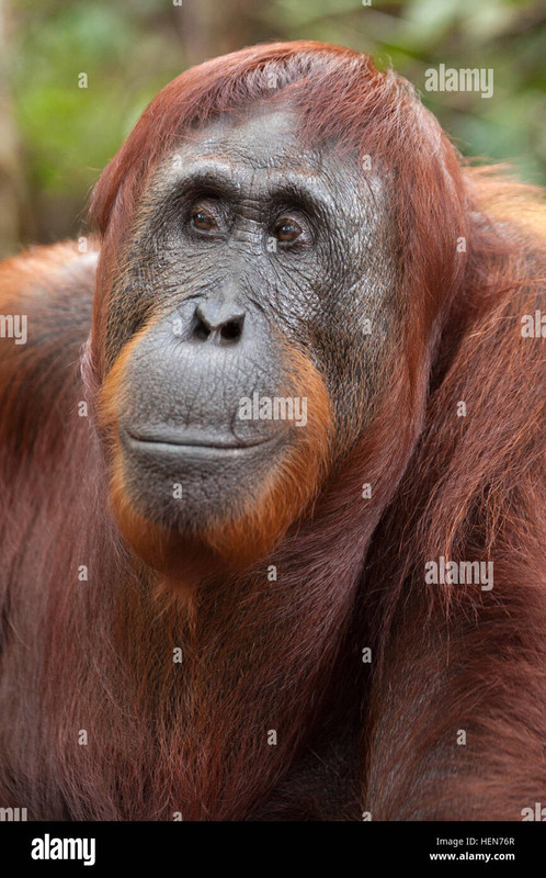 bornean-silvestres-orangutan-pongo-pygmaeus-hen76r.jpg