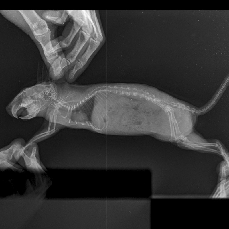 Скелет Мелкий  _ 10 kg-Череп LAT-17.05.2018-13_04_24-311