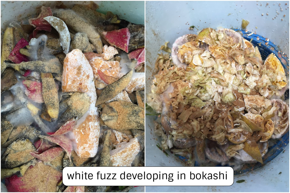 white-fuzz-developing-in-bokashi.jpg