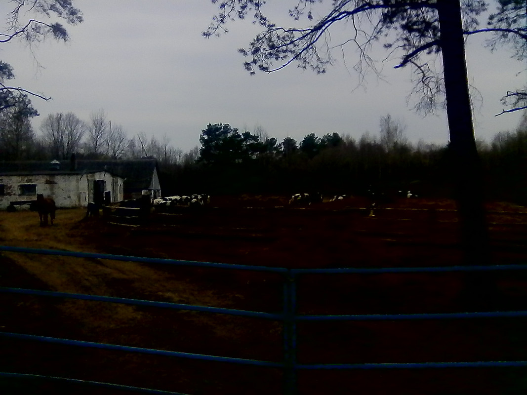 караевичи-2