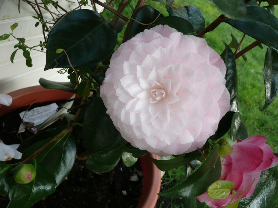 [Image: P1150468.jpg]