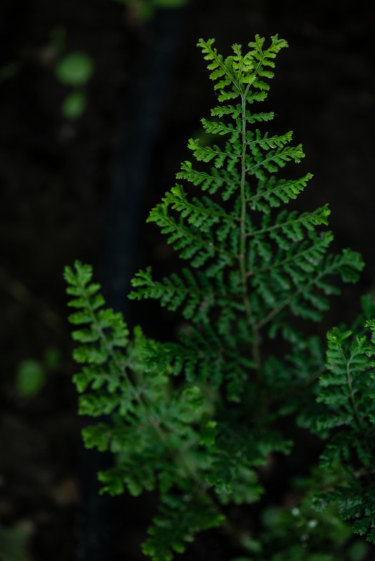 IMG-e2d6d064d4543b36dc278b45088f9e9a-V