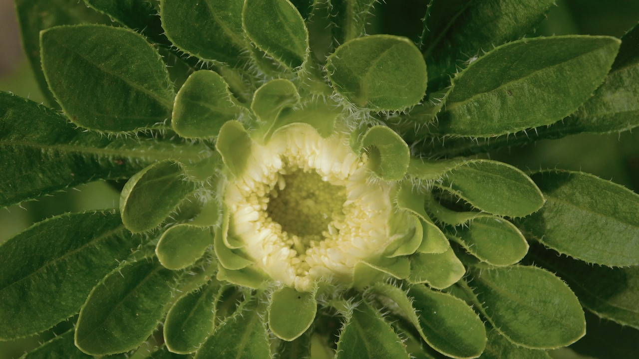 Август дачный кукольный 2023 265